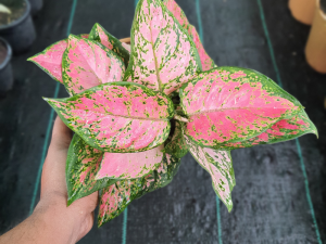 Aglaonema