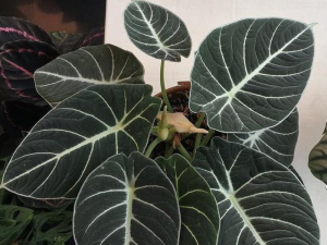 Alocasia