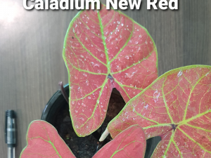 Caladium